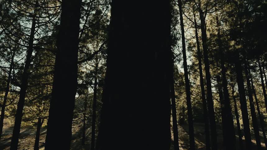 A slow dolly shot reveals the bright morning sun shining through a dense, silhouetted pine forest
