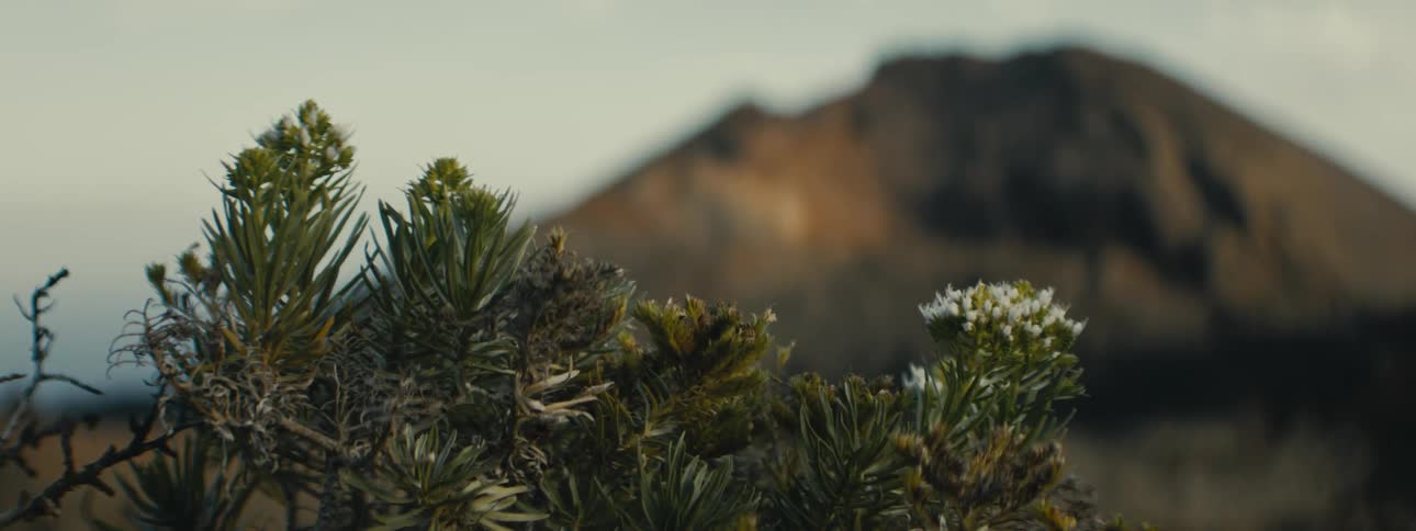 Close up of alpine plants with white flowers gently swaying in the wind with a mountain peak in the background