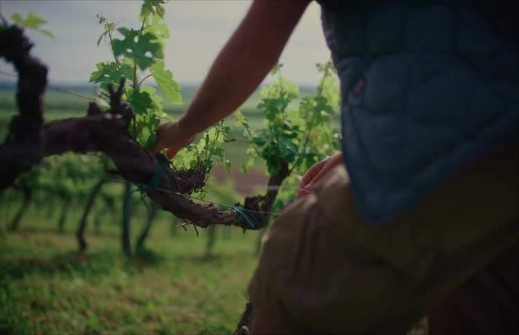 A worker carefully trains a young grapevine by tying it to a wire in a beautiful vineyard