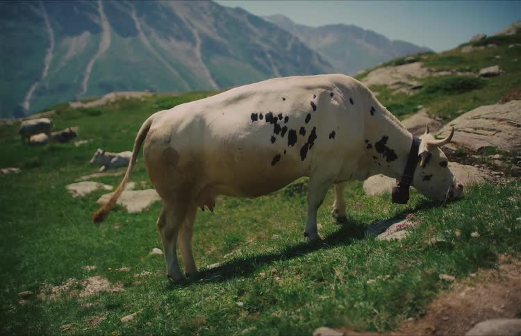 A spotted white cow with a bell grazes peacefully on a lush green meadow in the high mountains on a sunny day