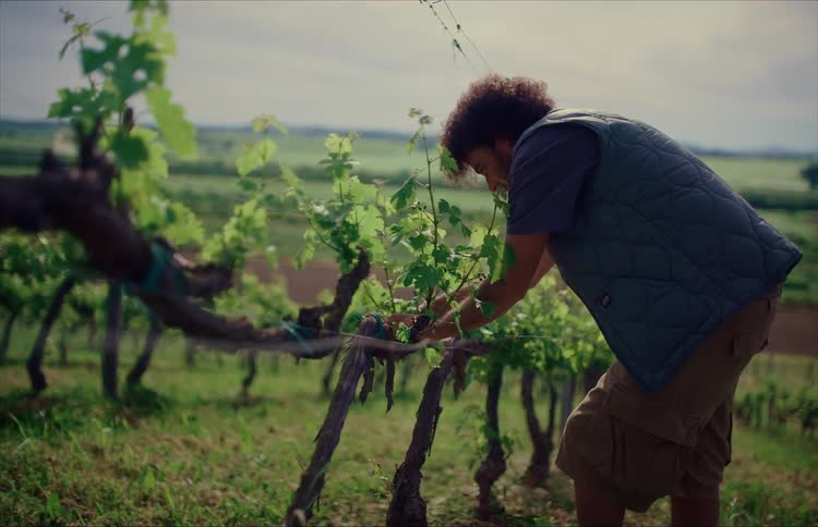 Young male vintner carefully tends to new growth on a grapevine in a lush, green vineyard on a bright day