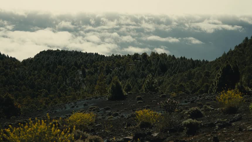 Wildflowers bloom on a dark volcanic mountainside overlooking a vast evergreen forest with a sea of clouds in the background