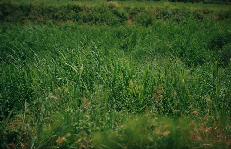 Lush green grass and weeds sway gently in a constant breeze in a sunlit field