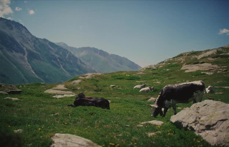 Cows peacefully graze and rest in a beautiful, green mountain pasture on a sunny day