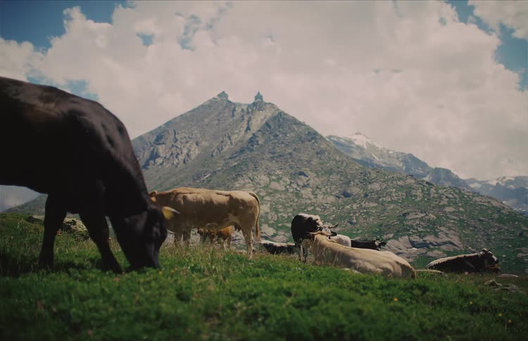 A herd of cows grazes and relaxes on a lush mountain pasture with a stunning rocky peak in the background