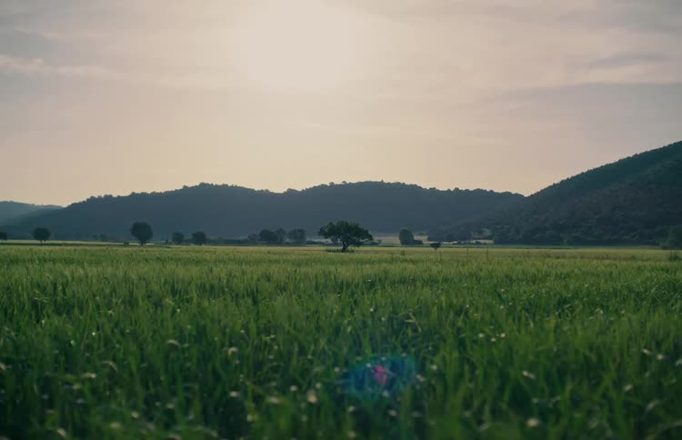 A cinematic wide shot of a vast green field with rolling hills in the background under a hazy sun