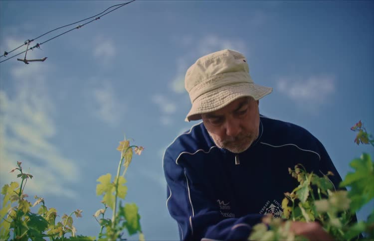 A focused farmer in a bucket hat works in his vineyard on a sunny day, with an airplane flying in the sky above