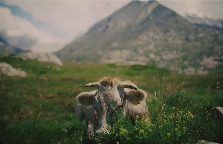 A cow with horns rests in a lush green mountain pasture before beginning to graze on the grass