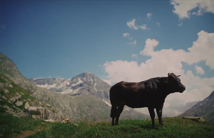 A dark cow stands silhouetted on a green alpine pasture with majestic snow-capped mountains in the background