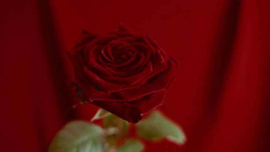 A beautiful single red rose with water droplets on its petals is showcased against a matching red velvet background