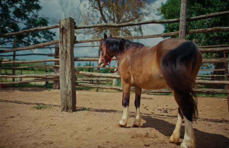 A beautiful brown horse with a black mane stands patiently inside a rustic wooden corral on a sunny farm day