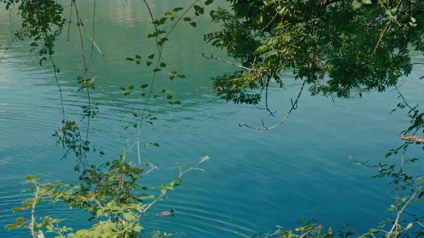 A lone water bird peacefully swims across a tranquil turquoise lake as seen through lush green tree branches