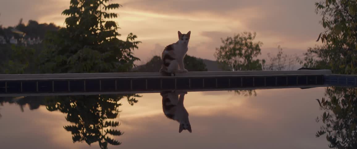A calico cat sits on the edge of a swimming pool at sunset while another walks by, their reflections mirrored in the calm water