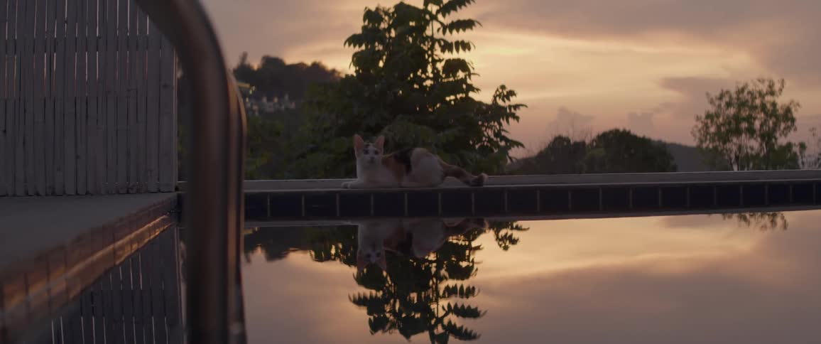 A calm calico cat relaxes by the edge of a still swimming pool during a beautiful, warm sunset, its reflection shimmering on the water's surface
