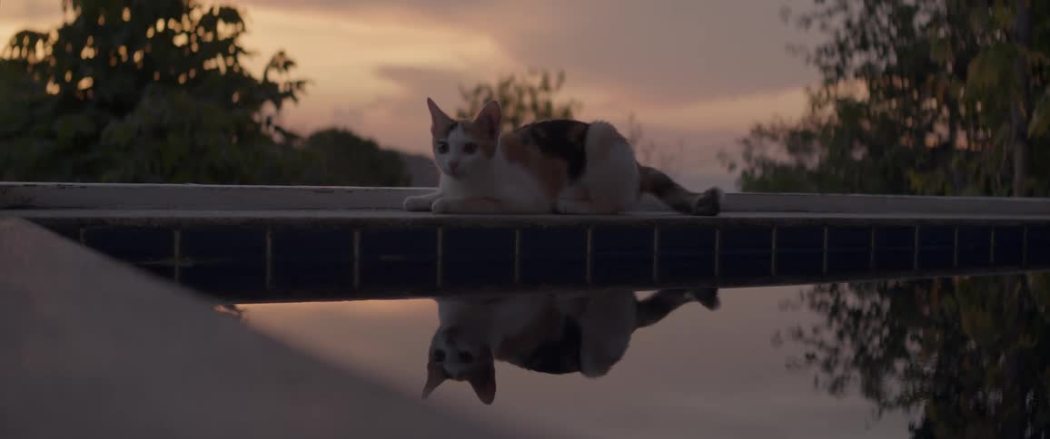 A calm calico cat relaxes by the edge of a pool at sunset, its reflection seen in the still water