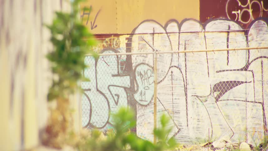 A focus pull from a green plant growing in the foreground reveals a graffiti-covered wall in the background