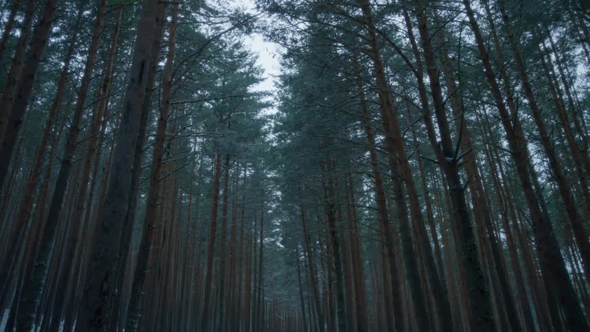 Tall trees and branches in a forest