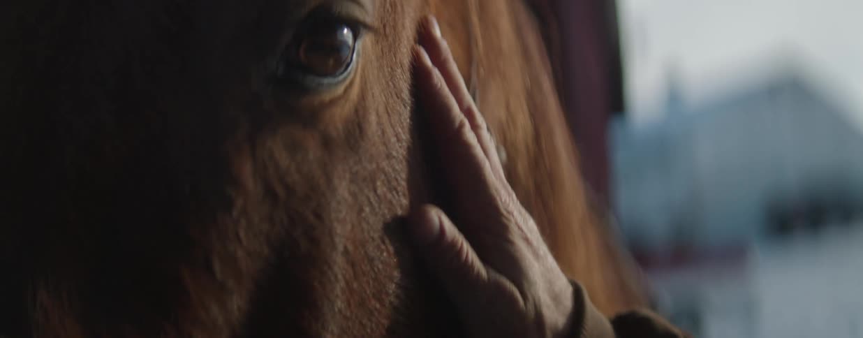 An intimate close-up shot reveals a gentle hand caressing the face of a beautiful brown horse