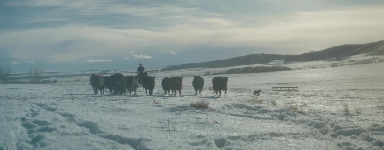 A cowboy on horseback and his dog drive a herd of cattle through a vast snow-covered field in slow motion