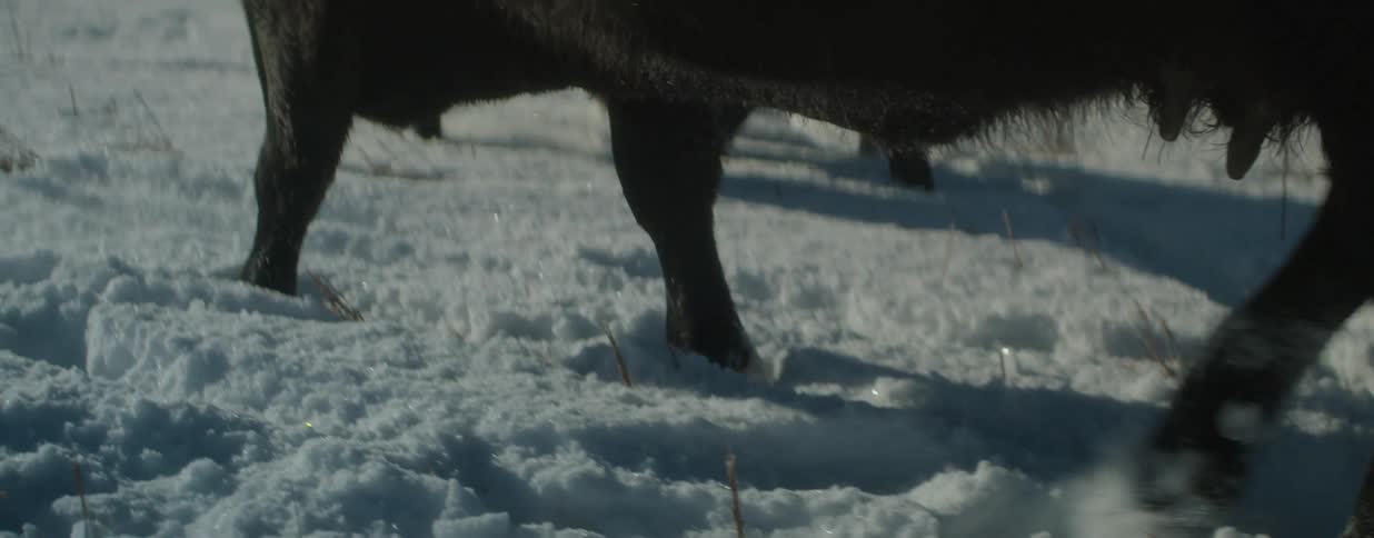 A dramatic slow-motion close-up captures a bison's legs powerfully trudging through deep snow, kicking up glistening powder with each step