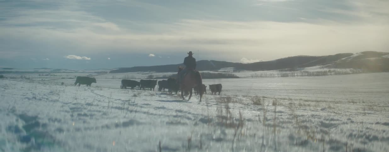 A cowboy on horseback slowly herds a group of cattle across a vast, snow-covered field in the winter