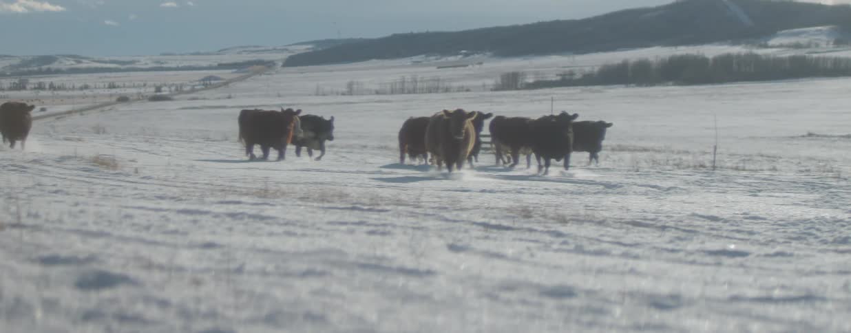 Slow-motion view of a lone cowboy guiding a herd of cattle as they run through a vast, snowy landscape