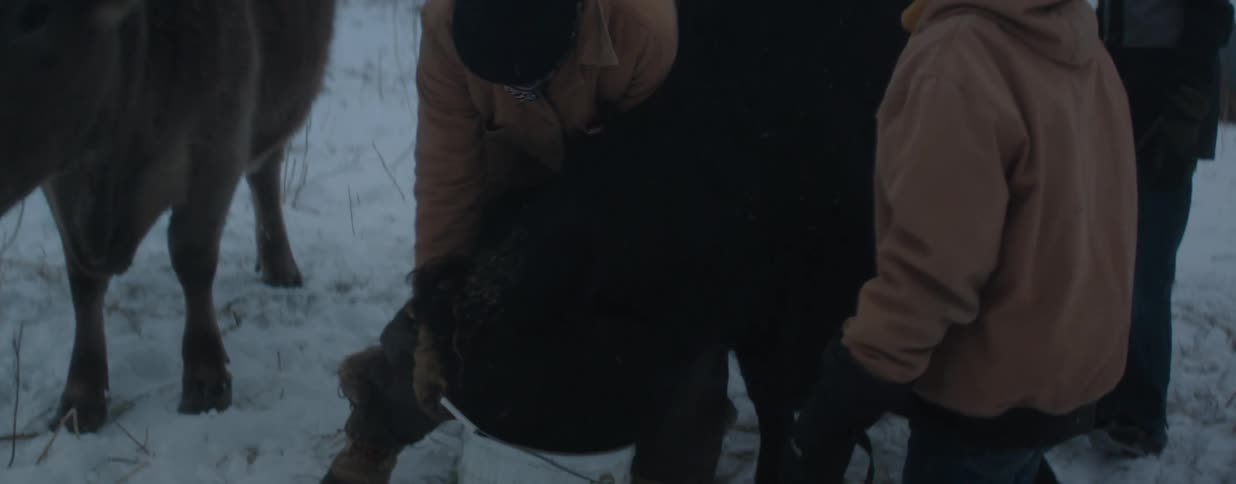 A female rancher and her children tend to their cattle on a cold winter day in a vast snowy landscape