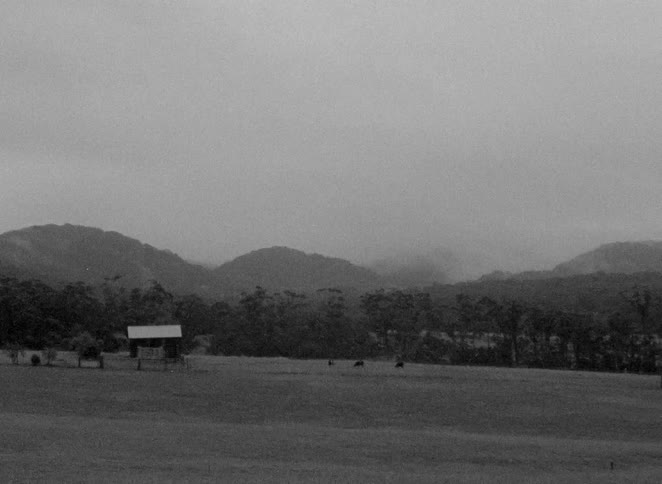 A grainy, black and white film clip shows cows grazing in a foggy field at the base of rolling hills