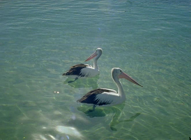 Two Australian pelicans float peacefully together in the calm, clear turquoise ocean on a sunny day
