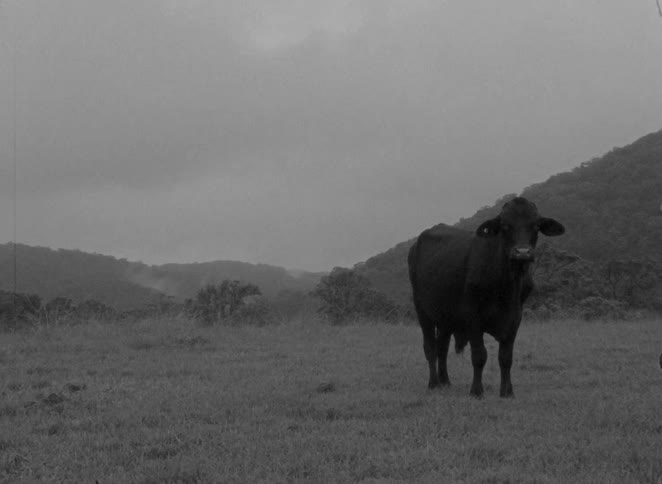 A solitary bull stands stoically in a misty field surrounded by hills in this moody black and white clip