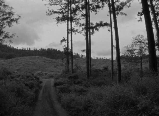 A haunting black and white static shot of a dirt road disappearing into a dark and moody forest under an overcast sky