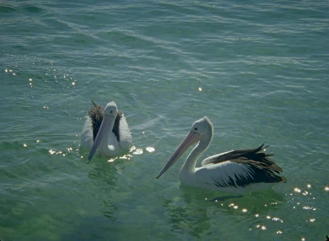 Two pelicans swim peacefully together in the sparkling turquoise ocean on a sunny day