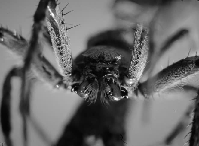 An extreme black and white macro close-up of a spider's face, showing its many eyes and fangs