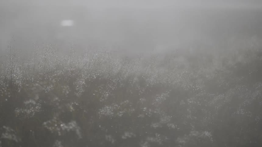 A rack focus shot reveals a field of dewy wild plants and grasses emerging from the thick morning fog