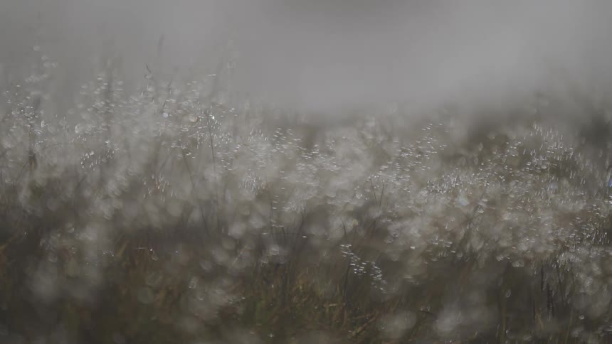 Raindrops gently fall on blades of grass, creating a beautiful and serene bokeh effect in a misty field