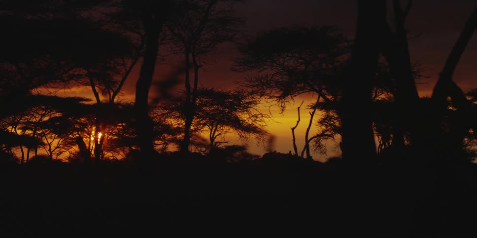 Sun shining through trees at sunset