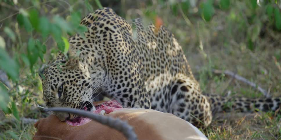 Leopard eating prey on the ground