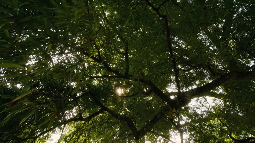 Looking up into the lush green canopy of a tree as the bright sun peeks through the leaves and branches