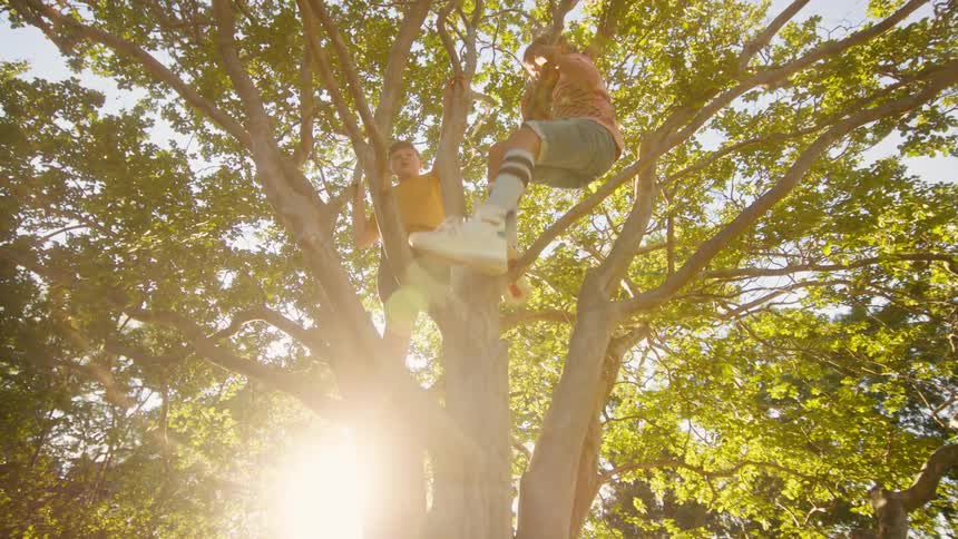 A low angle view shows two adventurous boys climbing a large tree as the bright sun shines through the leaves