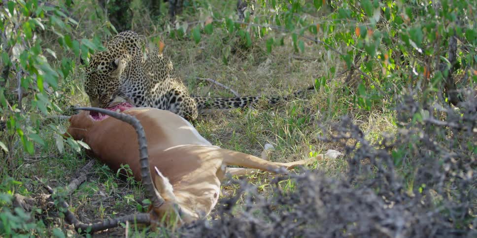 A leopard eats the antelope it has just caught