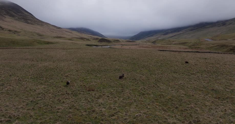 An aerial shot follows several sheep as they run across a vast, remote valley under a cloudy sky