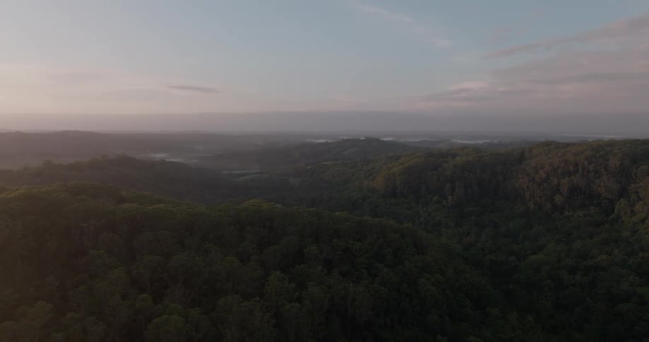 A static aerial shot captures the serene beauty of a vast, dense forest covering rolling hills at dawn