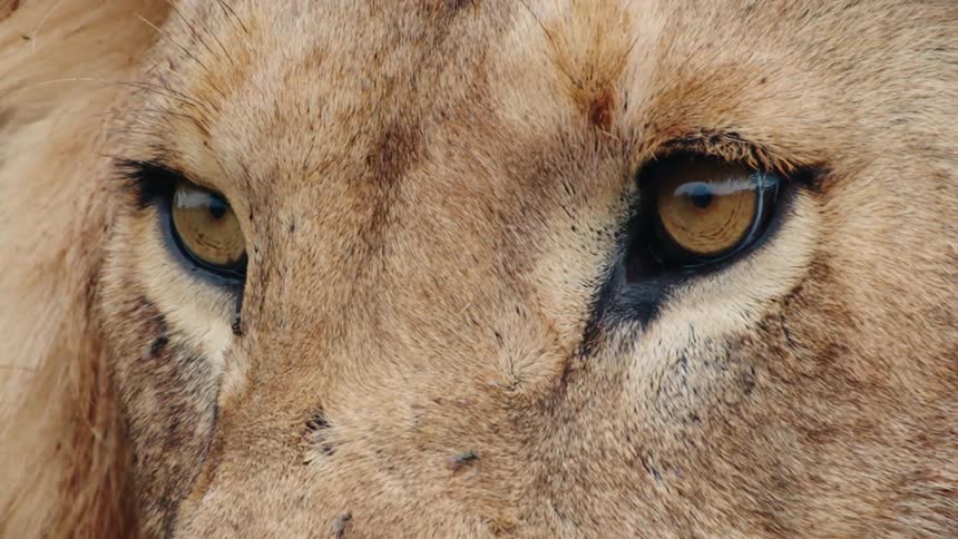 An extreme close-up shot captures the intense and piercing golden eyes of a majestic male lion