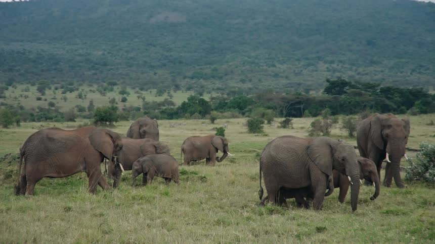 A herd of African elephants with their calves grazes peacefully in the grassy savanna with mountains in the background