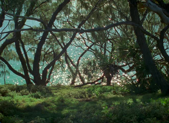 Sunlight glitters on the ocean's surface as seen from a lush, green forest on the coast
