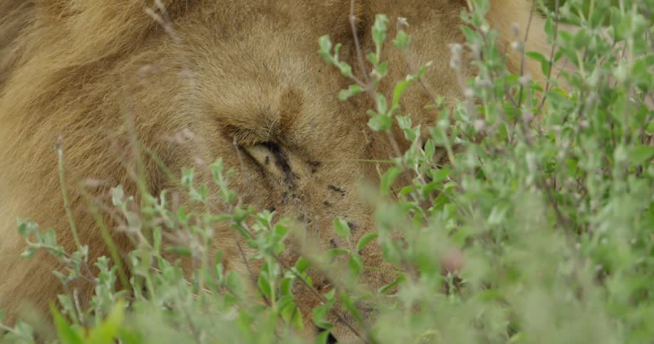 Flies crawling on a lion's face