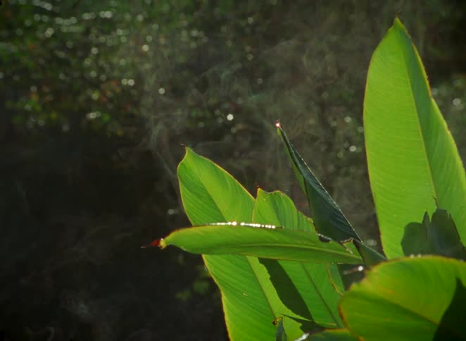 Morning mist evaporates from sunlit tropical leaves covered in sparkling dew in a peaceful jungle