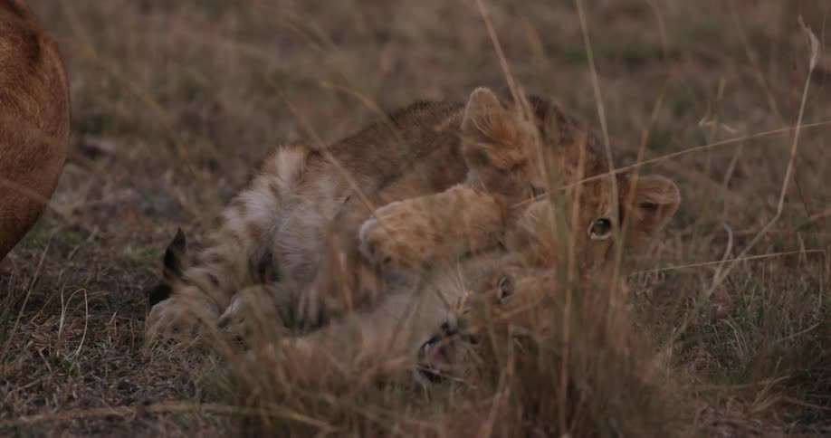 Two young lions wrestling