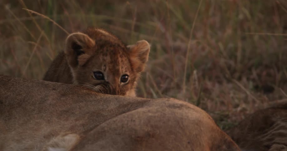 Lion cub licking a lioness