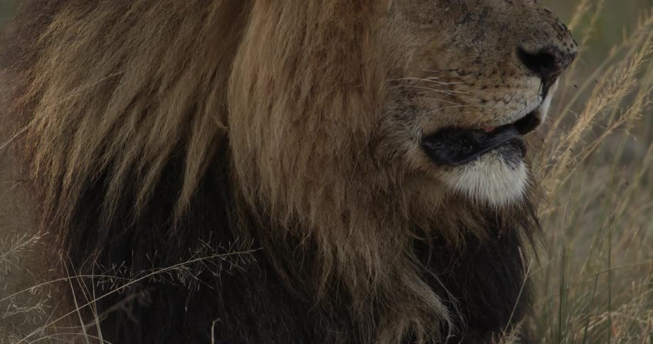 Lion laying in the grass